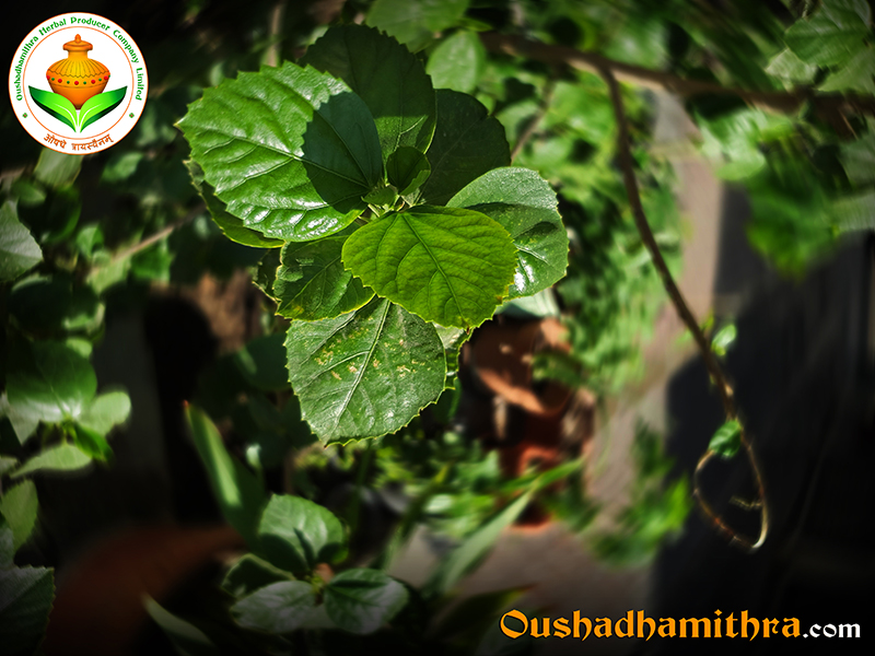 Chembarathi, Hibiscus